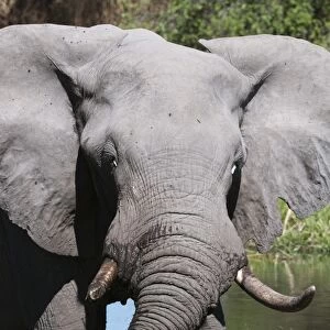 African elephant (Loxodonta africana), Khwai Concession, Okavango Delta, Botswana, Africa