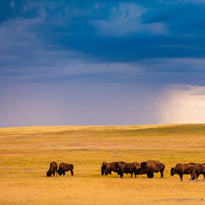 American Bison in their natural habitat of the Badlands, South Dakota