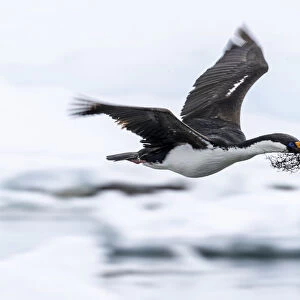 Antarctic shag (Leucocarbo bransfieldensis) taking flight with nesting material at Port