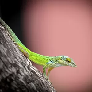 Lizards Collection: Green Anole