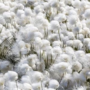 Arctic cotton grass (Eriophorum scheuchzeri) flowering in Sisimiut, Greenland, Polar Regions