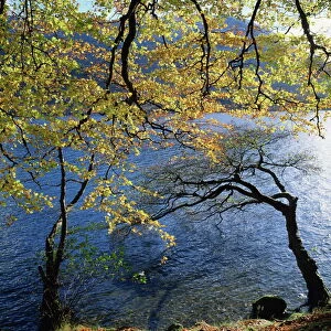 Autumn trees at Ullswater, Lake District National Park, Cumbria, England