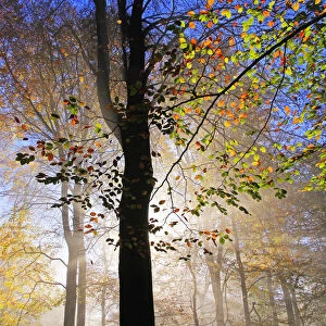 Autumnal forest near Kastel-Staadt, Rhineland-Palatinate, Germany, Europe