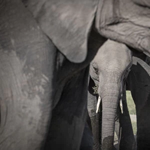Baby elephant framed by its mother, Msai Mara, Kenya, East Africa, Africa