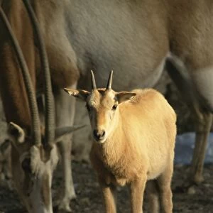 Baby scimitar-horned oryx and mother in zoo, Dokki, Cairo, Egypt, North Africa, Africa