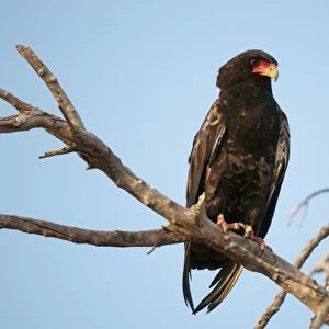 Bateleur Eagle (Terathopius ecaudatus), Savute Channel, Linyanti, Botswana, Africa