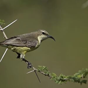 Beautiful sunbird (Cinnyris pulchella), female, Ngorongoro Conservation Area, UNESCO