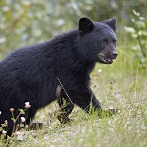 Black bear (Ursus americanus) cub of the year in the fall, Jasper National Park, Alberta, Canada, North America