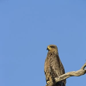 Black kite (Milvus migrans), Kgalagadi Transfrontier Park, South Africa, Africa