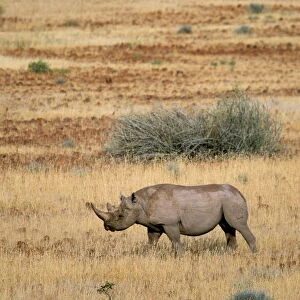 Rhinocerotidae Collection: Black Rhinoceros