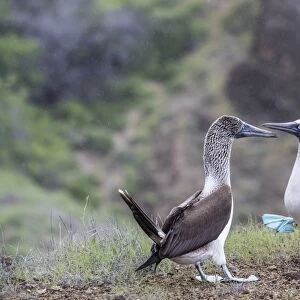 Blue-footed booby (Sula nebouxii) pair in courtship display on San Cristobal Island