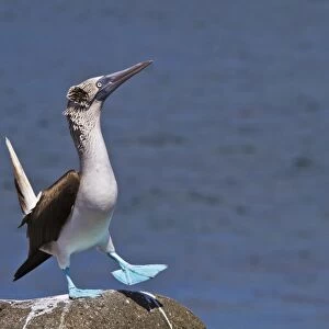 Blue-footed booby (Sula nebouxii) male, North Seymour Island, Galapagos Islands, Ecuador, South America
