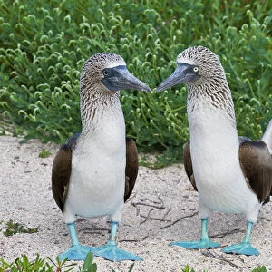 Blue-footed booby (Sula nebouxii) pair, North Seymour Island, Galapagos Islands, Ecuador, South America