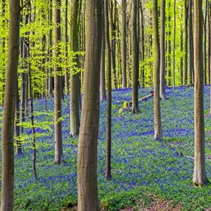 Bluebell flowers (Hyacinthoides non-scripta) carpet hardwood beech forest in early spring