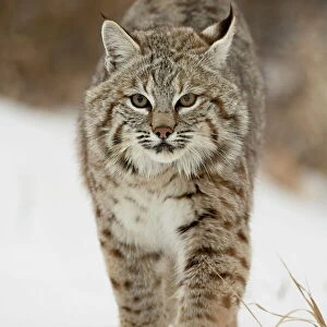 Mammals Collection: Bobcat