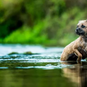 Border Terrier standing in a river, United Kingdom, Europe