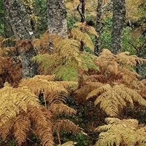 Bracken and birch trees in autumn