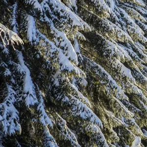 Branches of trees covered with snow after a heavy snowfall, Gerola Valley, Valtellina