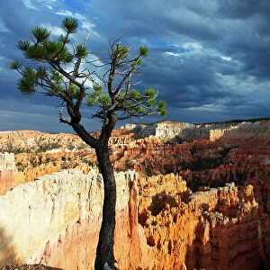Bristlecone pine tree near Sunset Point, Bryce Canyon, Utah, United States of America, North America