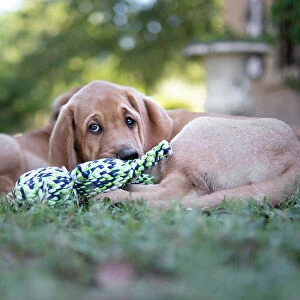 Broholmer dog breed puppy lying on the ground and playing with a toy, Italy, Europe