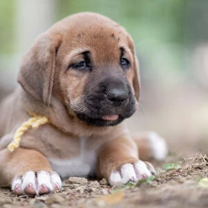 Broholmer dog breed puppy with a yellow collar lying on the ground, Italy, Europe