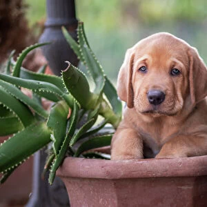 A Broholmer puppy climbing in a vase with an Agave, Italy, Europe