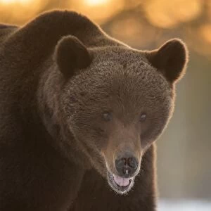 Brown Bear (Ursus arctos) during spring snowfall, Finland, Scandinavia, Europe