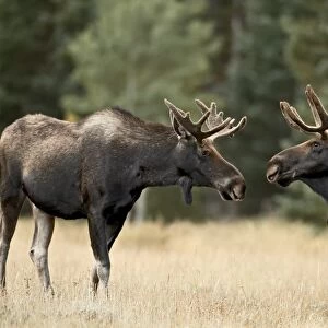 Two bull moose (Alces alces) facing off before play fighting, Roosevelt National Forest