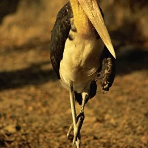 Storks Collection: Painted Stork