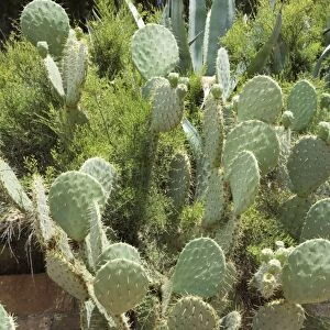 Cactus, Tuscany