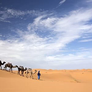 Camels being led over dunes of the Erg Chebbi sand sea, part of the Sahara Desert near Merzouga