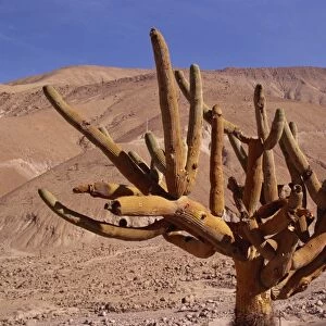 Candleholder cactus, Lluta Valley, Norte Grande, Chile, South America