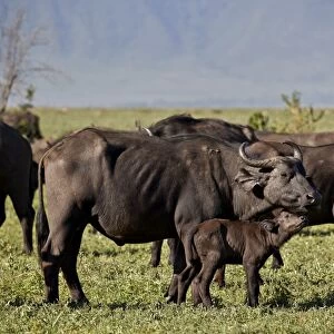 Cape buffalo (African buffalo) (Syncerus caffer) cow and calf, Ngorongoro Crater