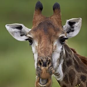 Cape giraffe (Giraffa camelopardalis giraffa) eating, Kruger National Park, South Africa