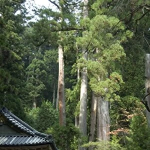 Cedar trees at Futarasan Shinto Shrine, Nikko Temples, UNESCO World Heritage Site