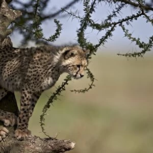 Cheetah (Acinonyx jubatus) cub in an acacia tree, Ngorongoro Conservation Area, UNESCO