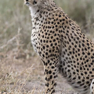 Cheetah (Acinonyx jubatus), Ndutu, Ngorongoro Conservation Area, Serengeti, Tanzania
