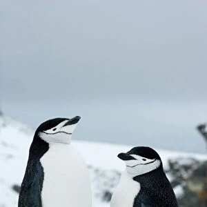 Penguins Collection: Chinstrap