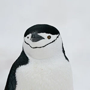 Close-up of Chinstrap penguin (Pygoscelis antarcticus), Half Moon Island, Antarctica, Polar Regions