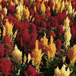 Close-up of colourful flowers of Celosia argentea, Victoria, Vancouver Island