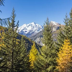 The colorful woods frame the snowy peak of Monte Disgrazia, Malenco Valley, Province of Sondrio