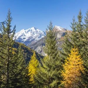 The colorful woods frame the snowy peak of Monte Disgrazia, Malenco Valley, Province of Sondrio