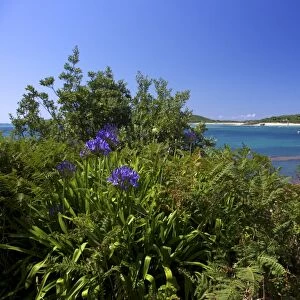 Common aggapanthus (Lily of the Nile) (Agapanthus praecox), growing wild on Frenchmans Point