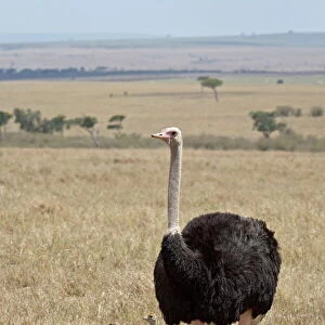 Ostriches Collection: Common Ostrich