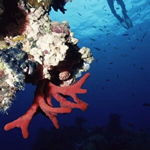 Coral reef and diver, off Sharm el Sheikh, Sinai, Red Sea, Egypt, North Africa, Africa