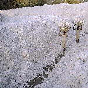 The cotton harvest
