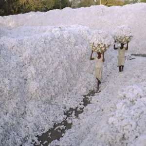 The cotton harvest