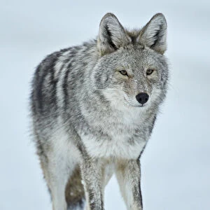Coyote (Canis latrans) in the snow in winter, Yellowstone National Park, Wyoming