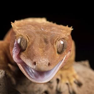 Crested Gecko (Correlophus Ciliates), captive, New Caledonia, Pacific