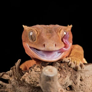 Lizards Collection: Crested Gecko